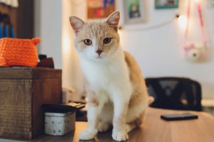 The Purr-fect Guide to Batam's Cat Cafes (and Kitty-Themed Treats)