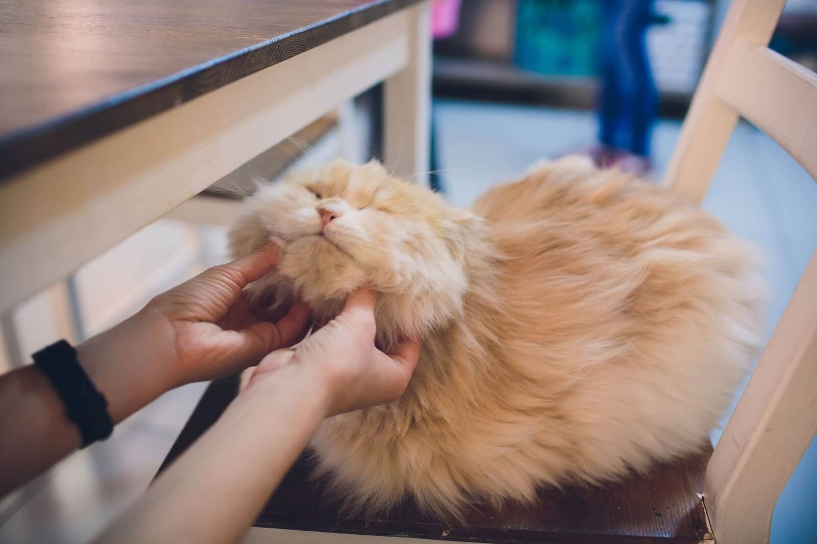 Cat Cafes in Johor Bahru