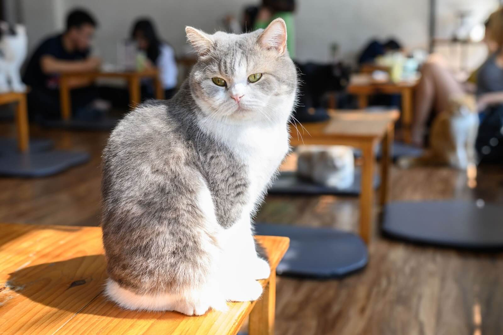 cat cafes singapore